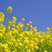 20080319_motherfarmyokohamatrip_0051